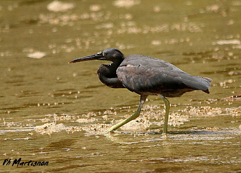 Pacific Reef Heron, identification