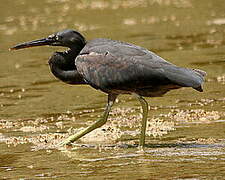 Pacific Reef Heron