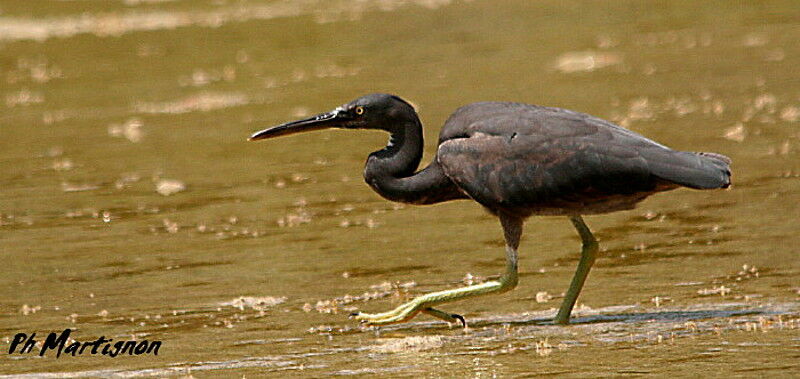 Pacific Reef Heron, identification