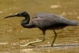 Pacific Reef Heron