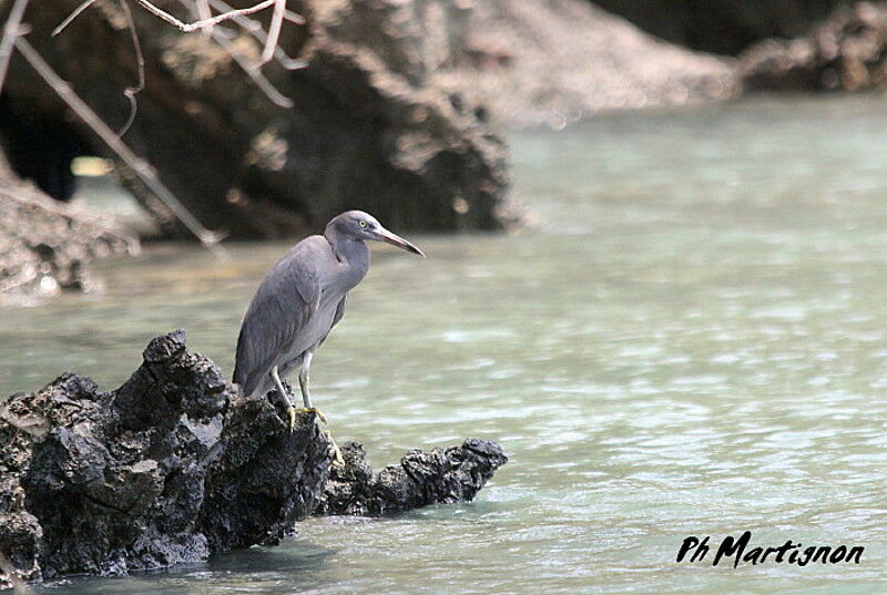 Pacific Reef Heron