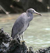 Pacific Reef Heron