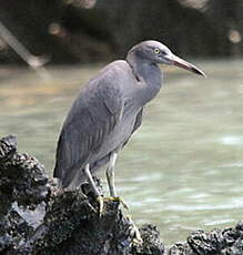 Aigrette sacrée