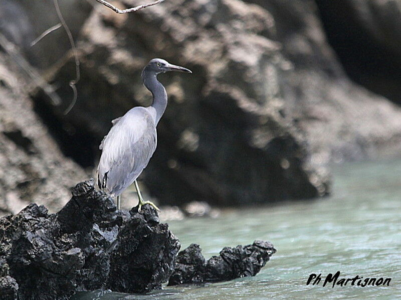 Aigrette sacrée