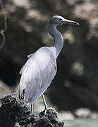 Pacific Reef Heron