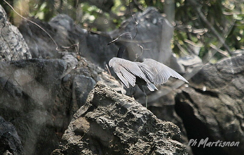 Pacific Reef Heron