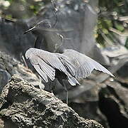 Pacific Reef Heron