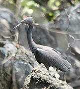 Pacific Reef Heron