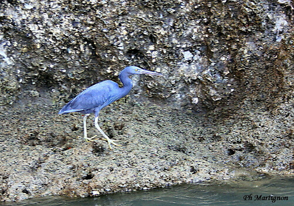 Pacific Reef Heron