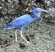 Pacific Reef Heron