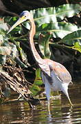 Tricolored Heron