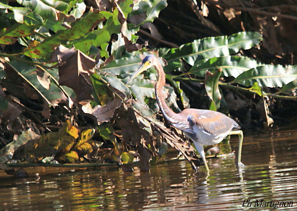 Aigrette tricolore