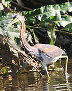 Tricolored Heron