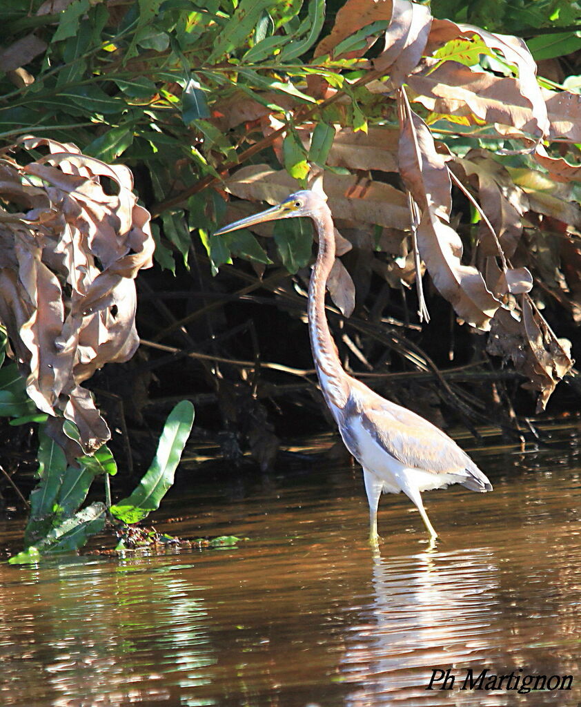 Aigrette tricolore