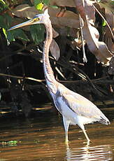 Aigrette tricolore