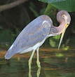 Aigrette tricolore