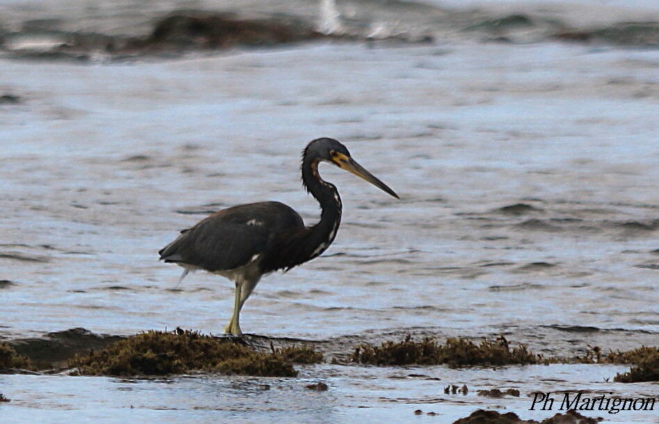 Tricolored Heron