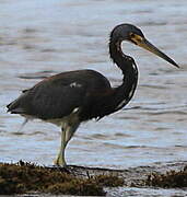 Tricolored Heron