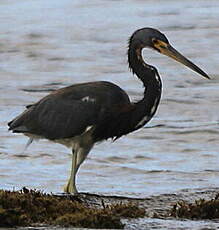 Aigrette tricolore