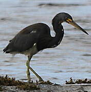 Tricolored Heron