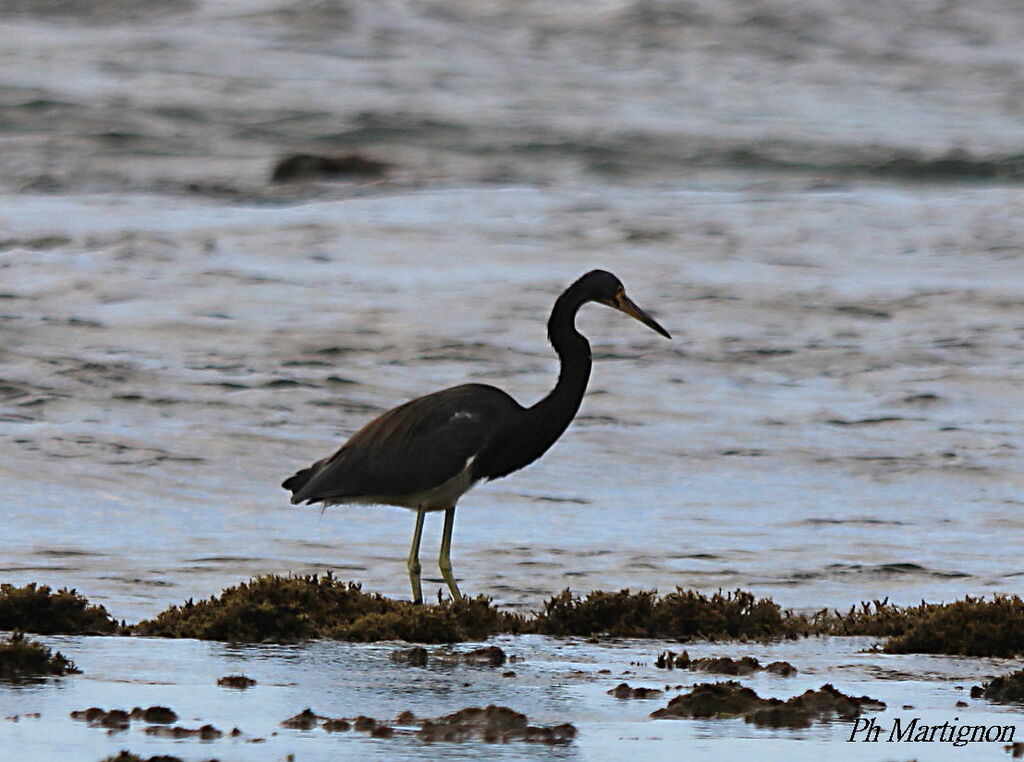 Aigrette tricolore