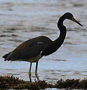 Aigrette tricolore