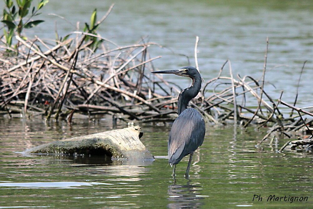 Tricolored Heron, identification