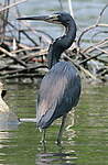 Aigrette tricolore