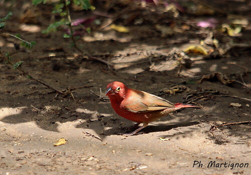 Amarante du Sénégal mâle, identification