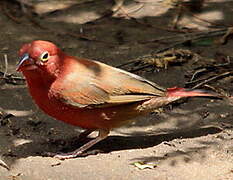 Red-billed Firefinch