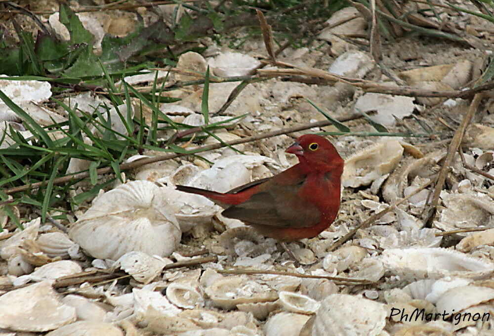 Red-billed Firefinch male adult, identification