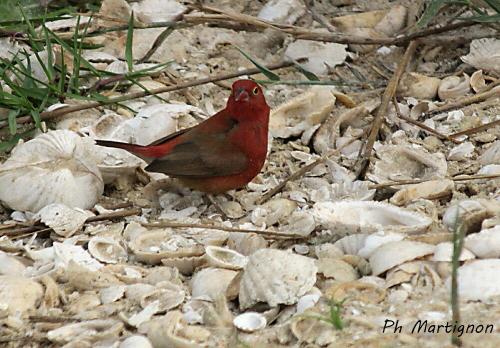 Red-billed Firefinch male adult, identification