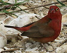 Red-billed Firefinch