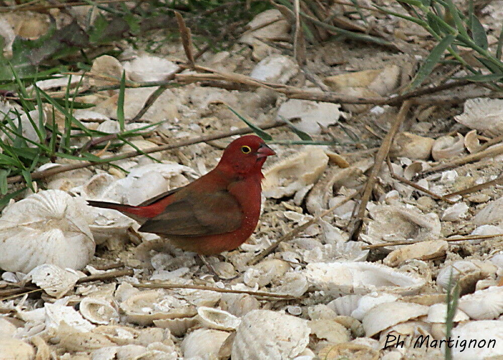 Red-billed Firefinch male adult, identification