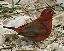 Red-billed Firefinch