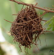 Red-billed Firefinch