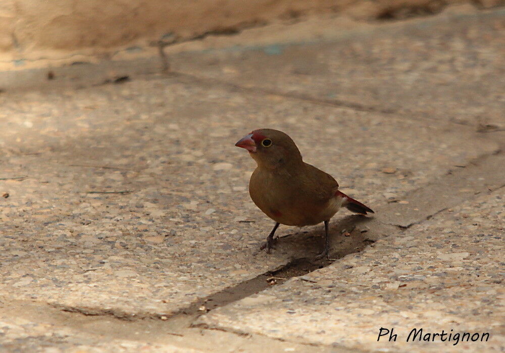 Red-billed Firefinch female, identification