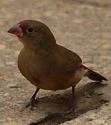 Red-billed Firefinch