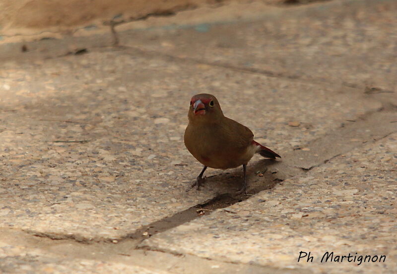 Red-billed Firefinch female, identification