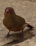 Red-billed Firefinch