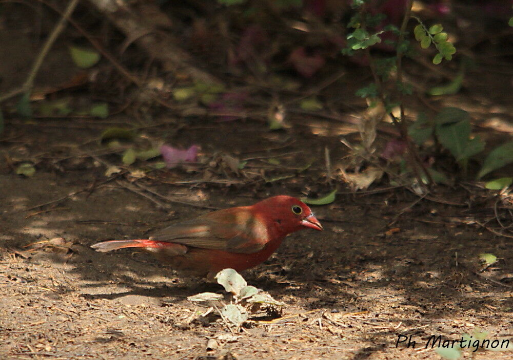 Amarante du Sénégal mâle, identification