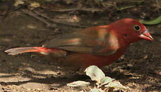 Red-billed Firefinch