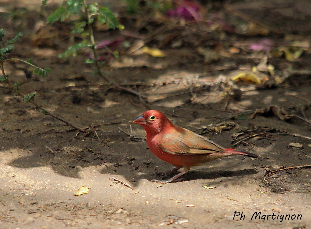 Red-billed Firefinch male, identification