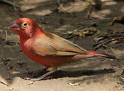 Red-billed Firefinch