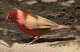 Red-billed Firefinch