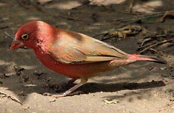 Amarante du Sénégal