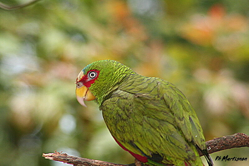 White-fronted Amazon, identification