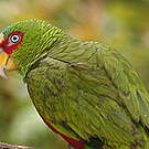 Amazone à front blanc