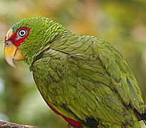 White-fronted Amazon