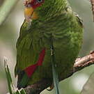 Amazone à front blanc